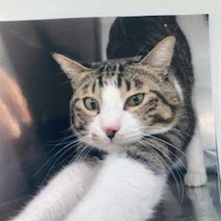 キジシロの美形な男の子です