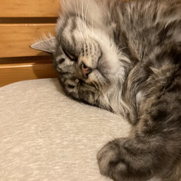 ベッドですやすや♪