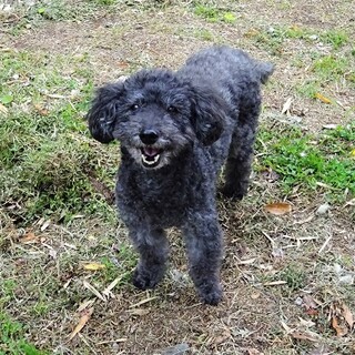 穏やかでかわいいハブルちゃん　募集一時停止