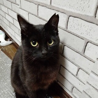 遊ぶの大好きなプラムちゃん