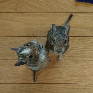 デグーの里親募集。どちらもオスです。