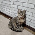ビビリだけど好奇心旺盛なさくらちゃん