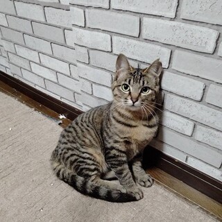 ビビリだけど好奇心旺盛なさくらちゃん