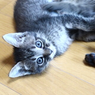 キジトラ姉妹メロンちゃん(エイズ陽性)