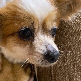 いっぱいなでて欲しいな♪可愛らしさ満点ポッポちゃん