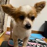 いっぱいなでて欲しいな♪可愛らしさ満点ポッポちゃん サムネイル5