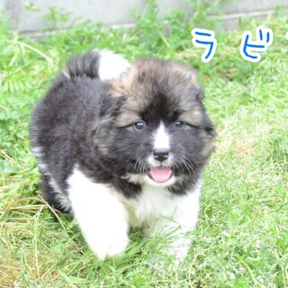 もこもこ✕もこもこ✕もこもこの『ラビ君』