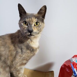 助けて野良猫ちゃん３匹