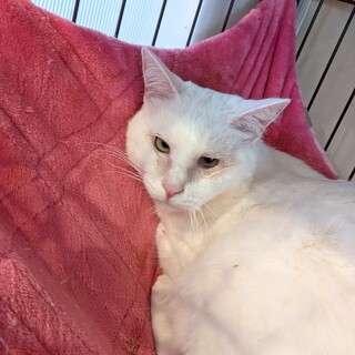 優しいふかふか雪之丞くん✨