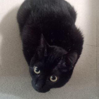 ツヤツヤ黒に白髭１本!?