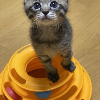 キジトラ姉妹ネオちゃん(エイズ陽性)