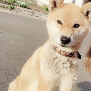 佐久市の犬の里親募集情報まとめ ペットのおうち 月間利用者150万人