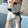 甘えん坊柴ちゃん サムネイル2