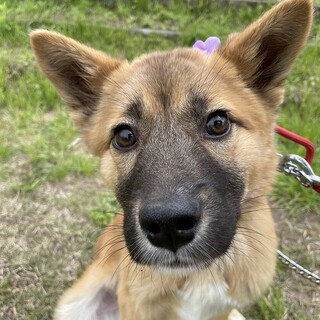 ちょっと怖がりな男子「武蔵」