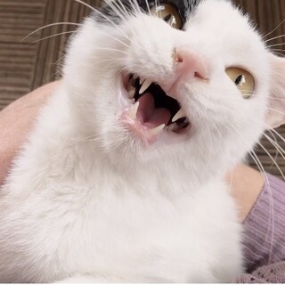 とっても甘えん坊の男の子｢ドラム｣くん