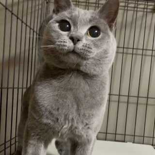 抱っこ大好き♪甘えん坊のシルクくん