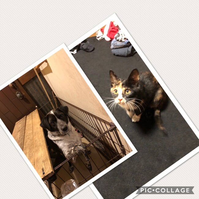 はらっち2のカバー写真