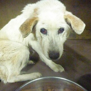 譲渡になりました！！