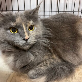 長毛 大人しい女の子 アゼルちゃん