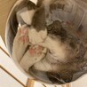 はちっち