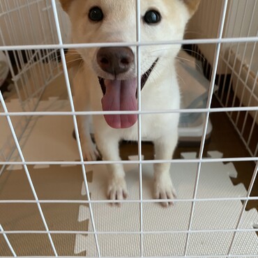 諭吉が来て9ヶ月。諭吉が生まれて1年と１ヶ月。ありがとう。