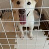 諭吉が来て9ヶ月。諭吉が生まれて1年と１ヶ月。ありがとう。