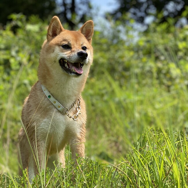 沙莉奈のカバー写真