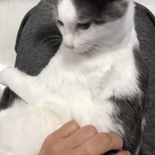 一歳の猫ちゃん