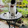 の写真