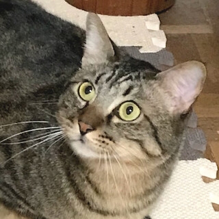 個別お見合い、甘え下手なトットくん