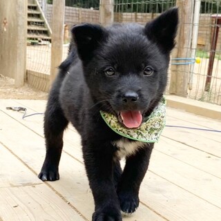 甘えん坊の男の子☆クマちゃん　2ヶ月