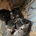 子猫ちゃん達の里親を探しています。