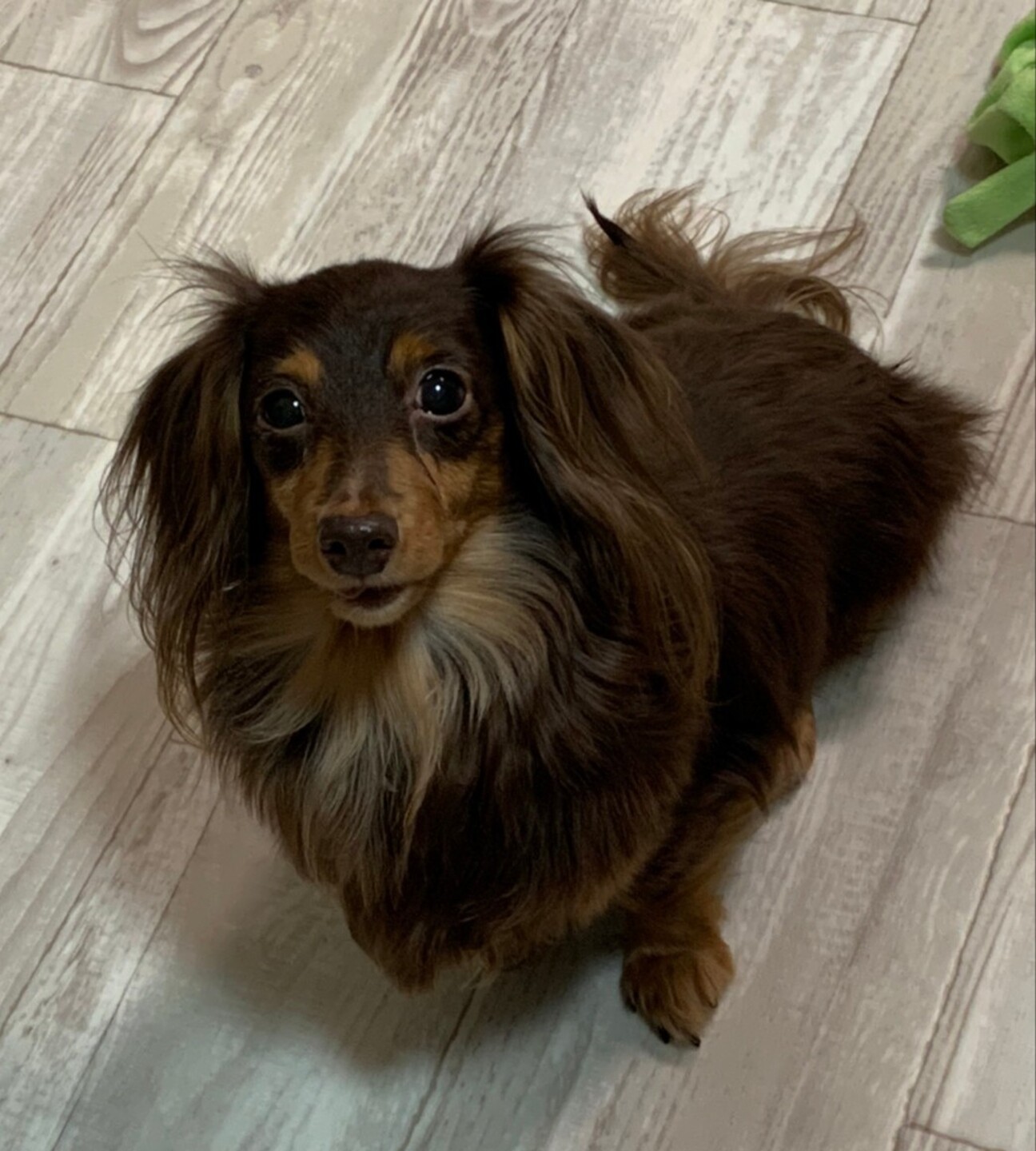 とっても甘えん坊 お膝 愛知県 犬の里親募集 ペットのおうち 月間利用者150万人