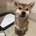 3歳の芝犬ちゃん　女の子です