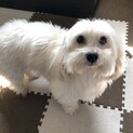 マルチーズ×ダックスフンド　マルックス7歳オス