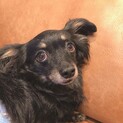 チワックス さくのすけ君 里親様募集☆