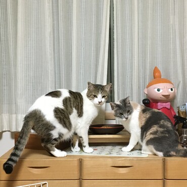 ビッグなむぎ君と小柄なすずちゃん