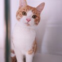 (一時停止中)  かわいい茶々丸の家族募集