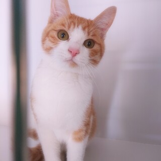 (一時停止中)  かわいい茶々丸の家族募集