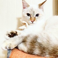 虹の橋を渡りました