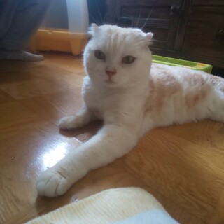 飼主急死で即捨てられたフレンドリー猫