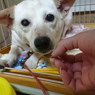 ミックス　さくらちゃん