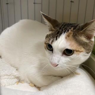 心を閉ざしたお母さん猫‥
