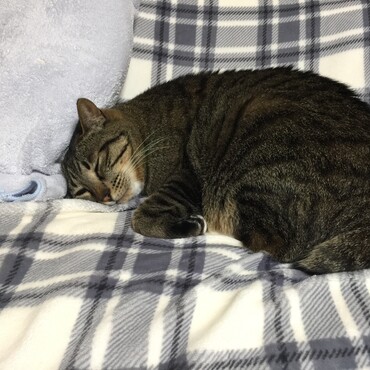 何かと忙しい雹、お疲れ様です。