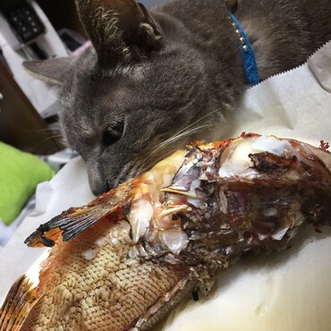 マイペース雷爺さん、見た目は無関心、オニカサゴの美味しいさに(´⊙ω⊙`)