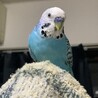 まさる