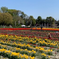 チューリップ畑へＧＯ！