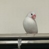 ラタナ