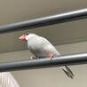 しもん