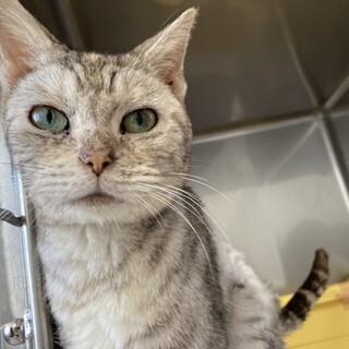 チェリーちゃん　推定7歳